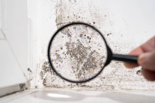 Best Preventive Mold Services in USA